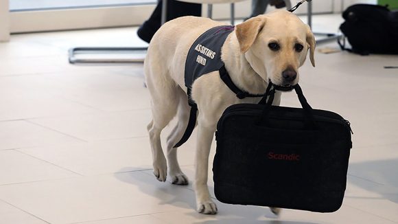 A guide dog holding a person's bag.