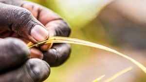 A close-up of a man's hand as he picks a fly from a leaf.