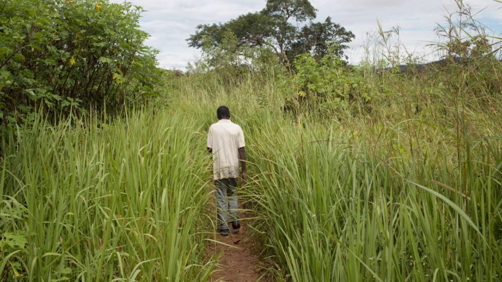 A man walks down a path through high grass.