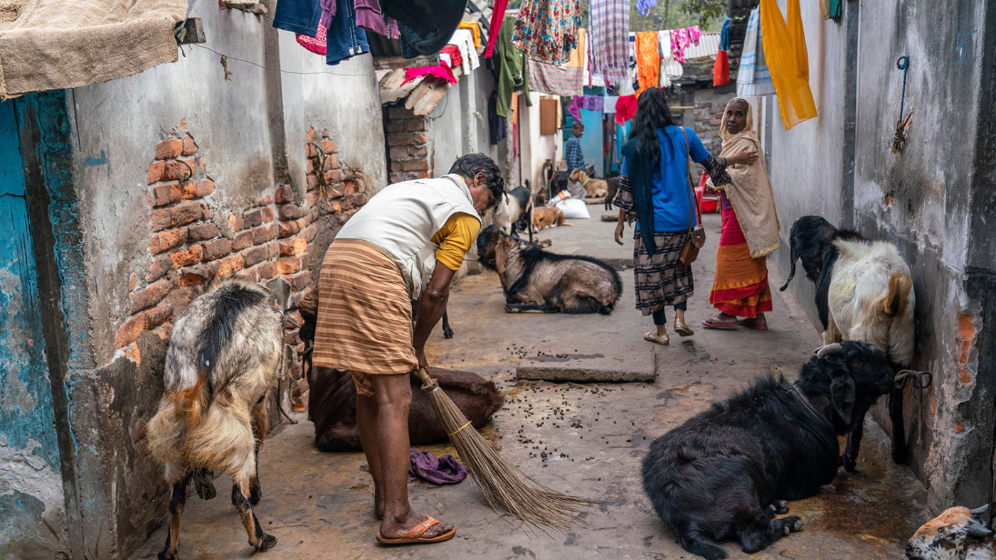 Two women walk on a path next to goats.