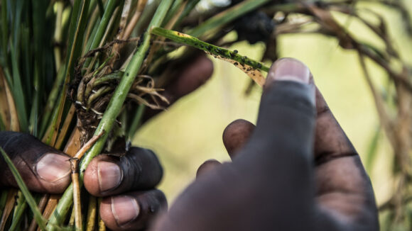 A close-up showing black flies on a blade of grass