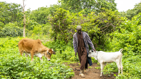 Adou stands in a lush green field with two cows.