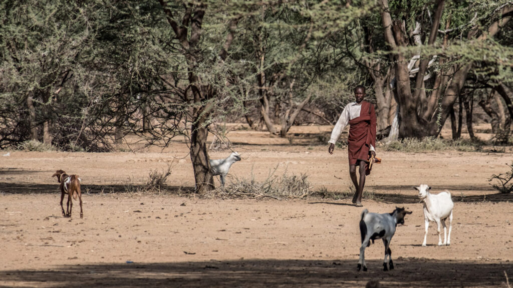 A man walks through a desert landscape dotted with trees. A few stray goats watch him.