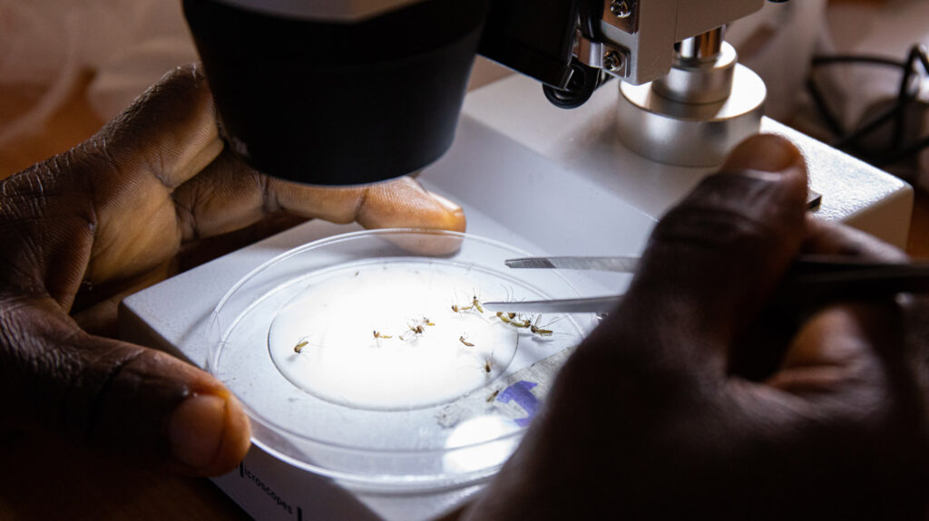 A close-up of a man's hands inspecting mosquitoes under a microscope.